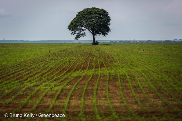 GREENPEACE: Qual o futuro sustentável dos biocombustíveis?