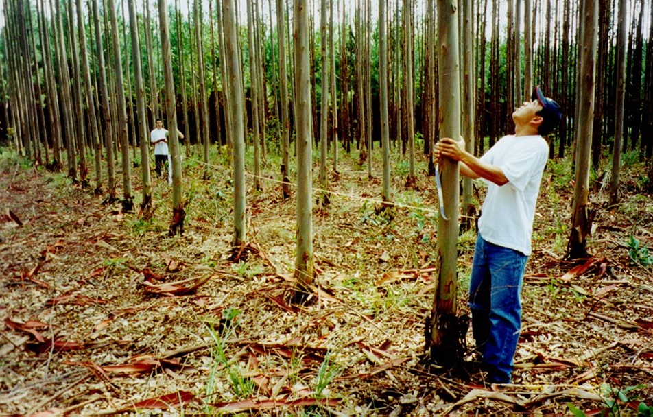 AMAZÔNIA – Inventário Florestal avança na Amazônia