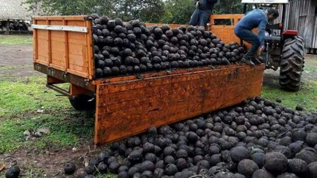 FUNAI: Safra de castanha no Corredor Tupi Mondé configura recorde de coleta em 2018