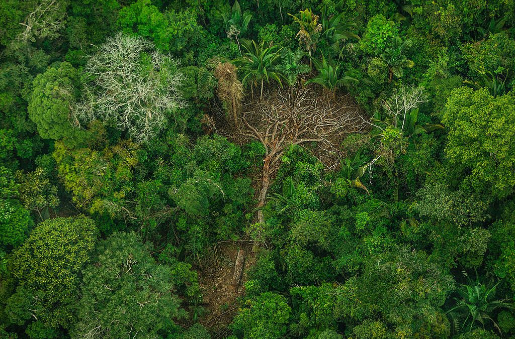 CIMI: Mais de 10 mil hectares de floresta já foram destruídos na Terra Indígena Karipuna