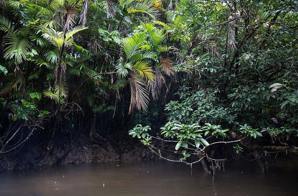 GREENPEACE: A ganância da Total também ameaça os mares na Guiana Francesa