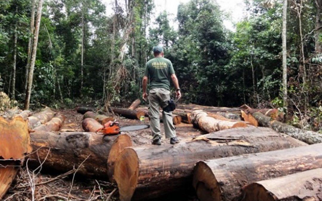 RBA: Desmatamento na Amazônia dobrou em janeiro, segundo o Inpe