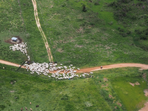 AMAZÔNIA NOTÍCIA E INFORMAÇÃO: Depois da madeira vem o gado: o desmatamento em Santo Antônio do Matupi