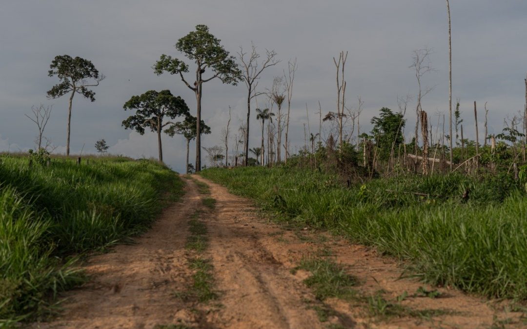 AMAZÔNIA NOTÍCIA E INFORMAÇÃO: Assassinatos, desmatamento e roubo de terras: um laboratório do crime no meio da Amazônia