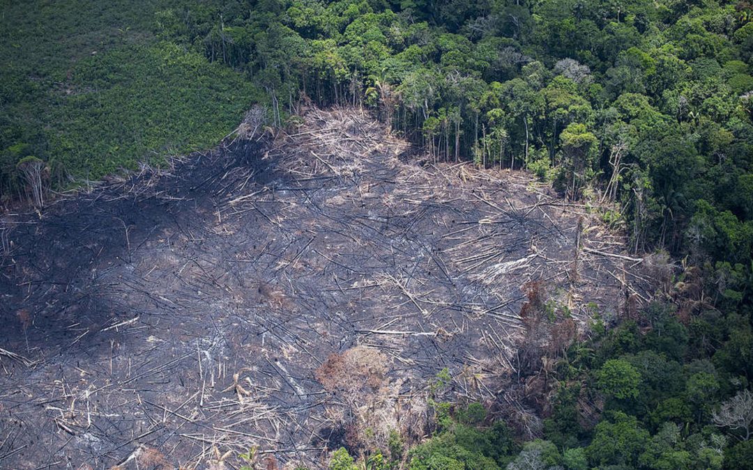 CNBB: Comissão denuncia, em nota, situação da Amazônia Legal em tempos de pandemia