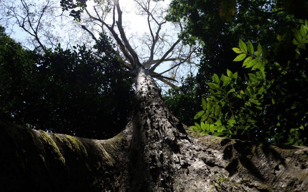 AMAZÔNIA NOTÍCIA E INFORMAÇÃO: Isolamento reforça importância dos parques para a saúde