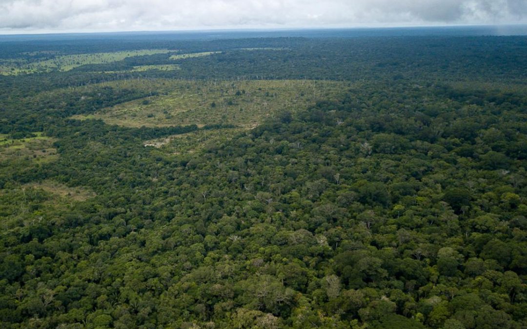 AMAZÔNIA NOTÍCIA E INFORMAÇÃO: Desmatamento na Amazônia atinge nível recorde no primeiro trimestre de 2020