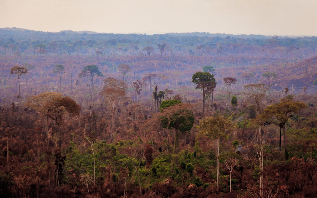 AMAZÔNIA NOTÍCIA E INFORMAÇÃO: Total da área desmatada na Amazônia em 2020 já é maior que cidade de São Paulo