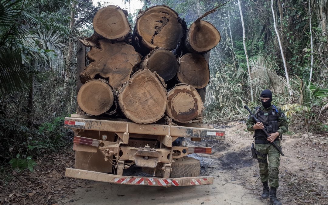 AMAZÔNIA REAL E INFORMAÇÃO: 70% da madeira explorada no Pará é ilegal, mostra estudo