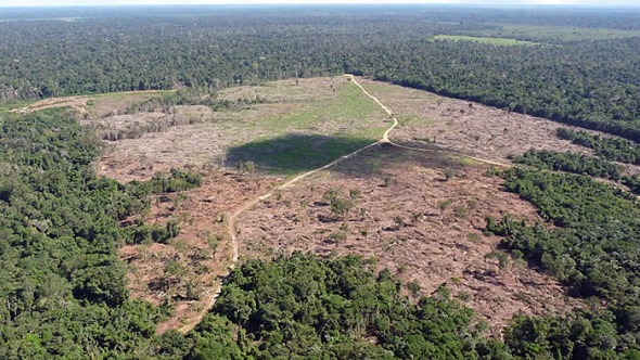 CONGRESSO EM FOCO: 99% do desmatamento feito no Brasil em 2019 foi ilegal, aponta relatório