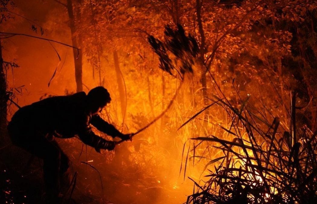 CIMI: Incêndio na TI Jaraguá: povo Guarani denuncia negligência do poder público