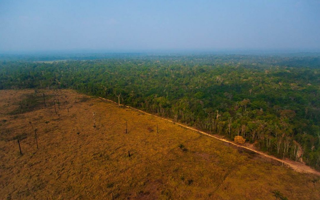 AMAZÔNIA NOTÍCIA E INFORMAÇÃO: Desmatamento registrado na Amazônia em maio foi o 2º maior da década