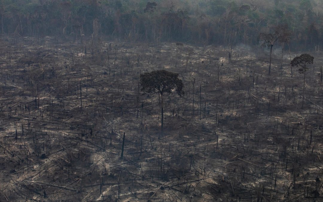 AMAZÔNIA REAL: Queimadas e pandemia projetam cenário de ‘desastre’ na Amazônia, diz Ipam