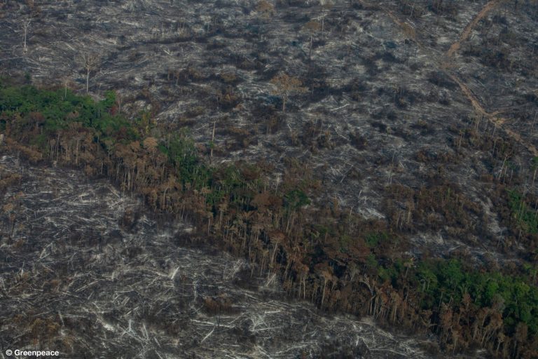 AMAZÔNIA NOTÍCIA E INFORMAÇÃO: Sobras do desmatamento de 2019 podem pressionar ainda mais sistema de saúde na pandemia