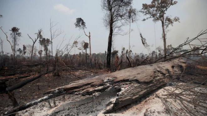 AMAZÔNIA NOTÍCIA E INFORMAÇÃO: Mesmo com mais desmatamento, Ibama pode perder verbas no Orçamento de 2021