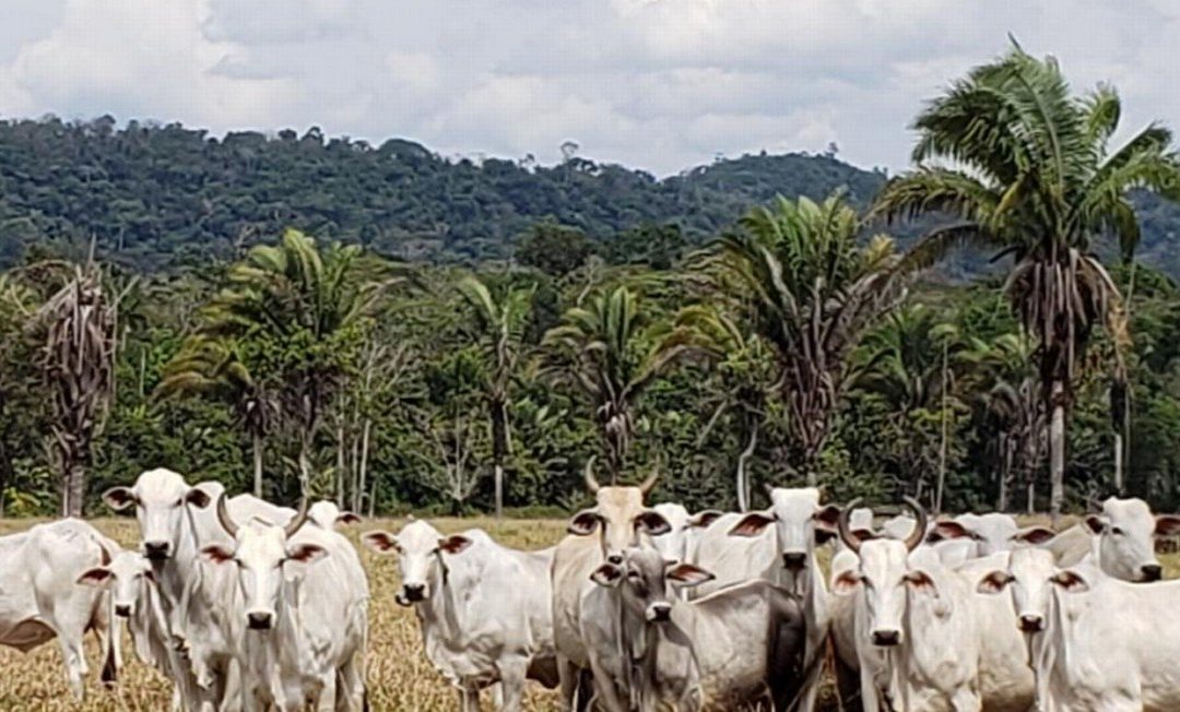 DE OLHO NOS RURALISTAS: Omissão do BNDES faz JBS comprar gado de desmatamento da Amazônia, diz Anistia