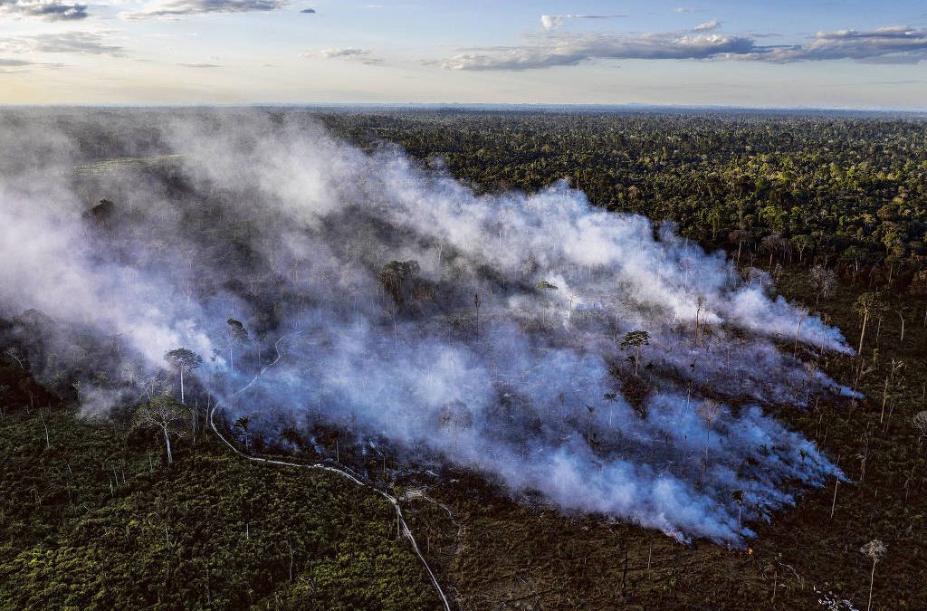 FOLHA DE SÃO PAULO: Después de destituciones en el Ibama, la deforestación aumenta nuevamente en el área indígena de Pará