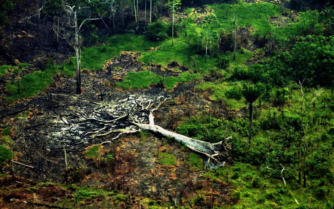 AMAZÔNIA REAL: Região Trans-Purus, a última floresta intacta: 1 – Por que é importante?