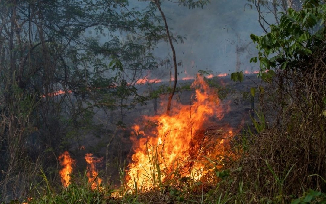 AMAZÔNIA NOTÍCIA E INFORMAÇÃO: ‘Dia do Fogo’ completa 1 ano sem presos nem indiciados; impunidade incentiva destruição da Amazônia