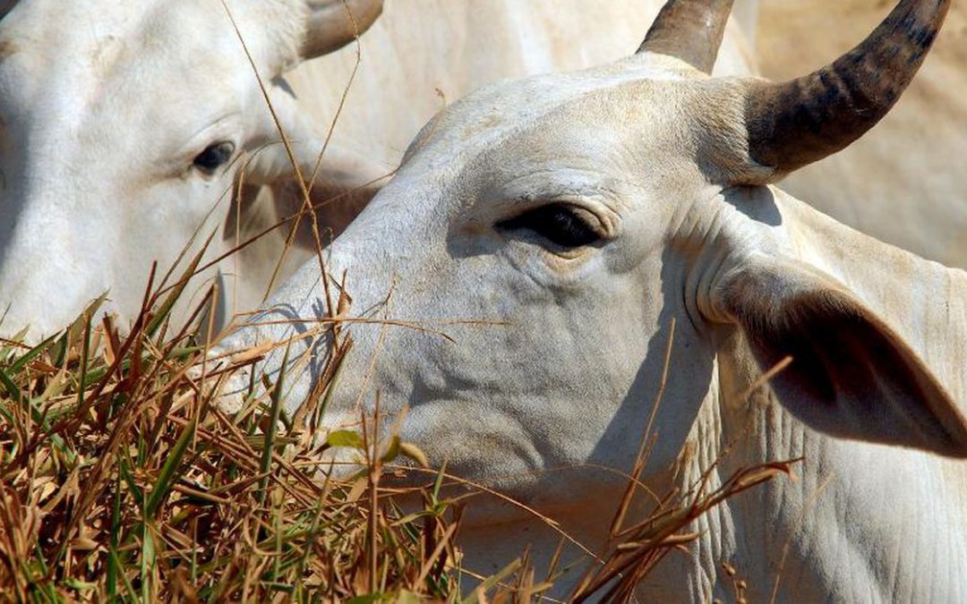 AGÊNCIA PÚBLICA: Lavagem de gado dentro de terra indígena no Mato Grosso foi parar na JBS