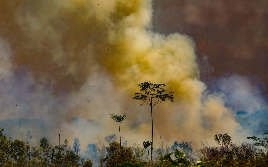 AMAZÔNIA REAL: Amazônia em Chamas 20: Três estados lideram o ranking das queimadas na Floresta Amazônica