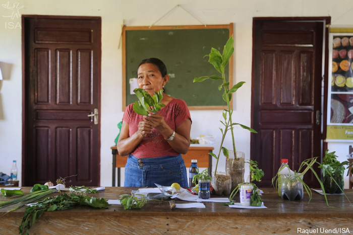 ISA: Plantas medicinais do Rio Negro: uma troca de saberes com a artesã Cecília Piratapuya
