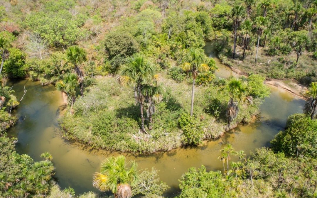 AMAZÔNIA NOTÍCIA E INFORMAÇÃO: Maior parque do Maranhão, Parque Estadual do Mirador sofre com caça