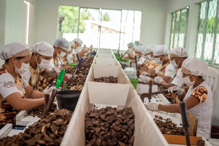 FUNAI: Produtores indígenas de Rondônia geram renda com a venda de castanha-do-Brasil