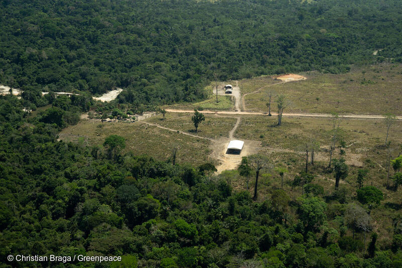 GREENPEACE: Datafolha: plantar árvores é a solução para o desmatamento na Amazônia?