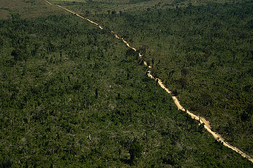 GREENPEACE: AMAZÔNIA E SUA BIODIVERSIDADE SOFREM COM A FALTA DE PROTEÇÃO DE FLORESTAS PÚBLICAS NO PARÁ