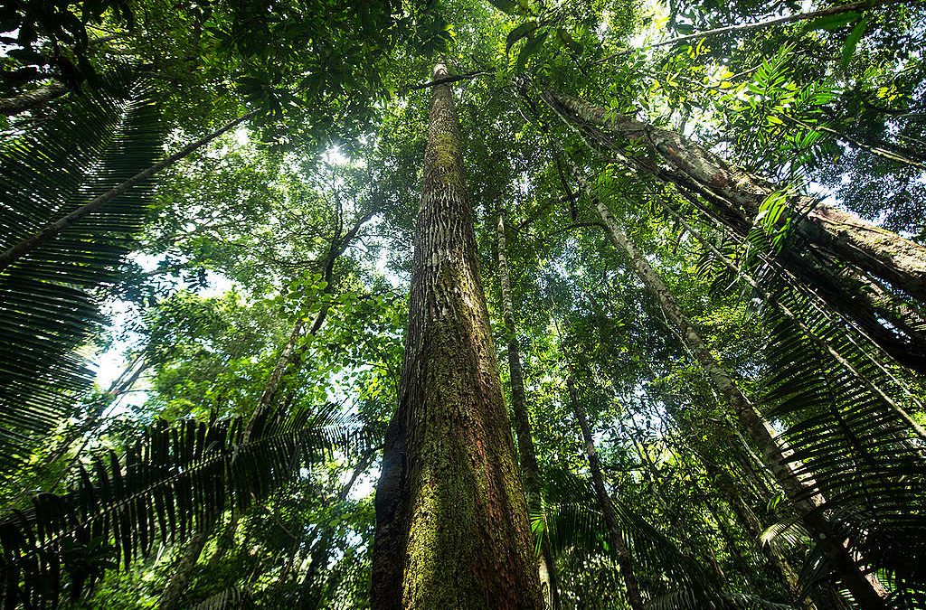 GREENPEACE: Ampla maioria dos brasileiros quer Amazônia protegida