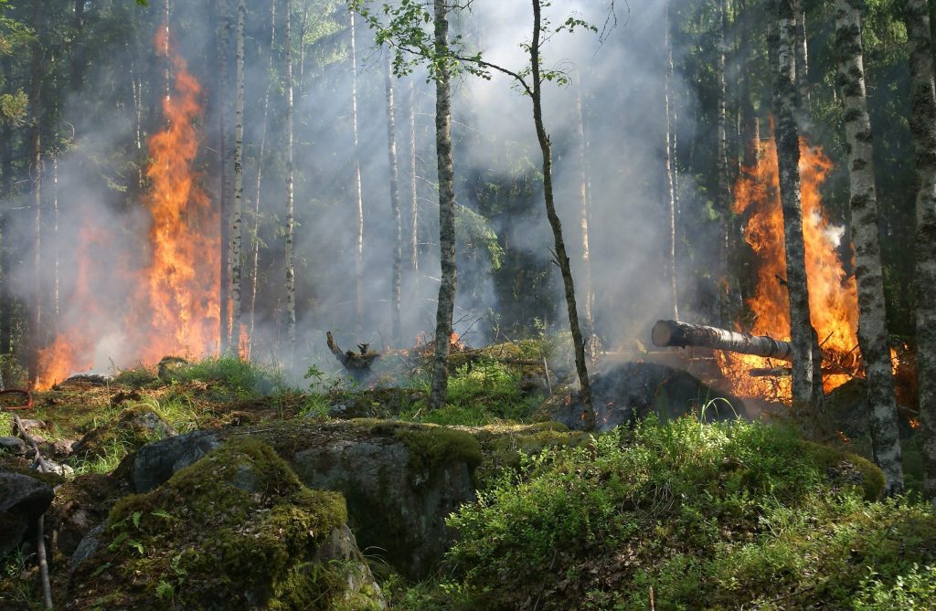 INESC: Inesc alerta para o risco da incorporação do Floresta+ no mercado voluntário de carbono
