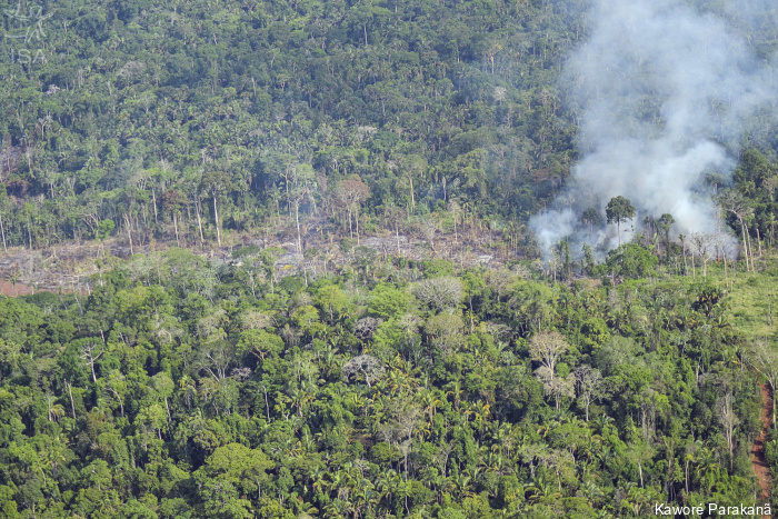 ISA: Desmatamento avança sobre Terras Indígenas impactadas por Belo Monte