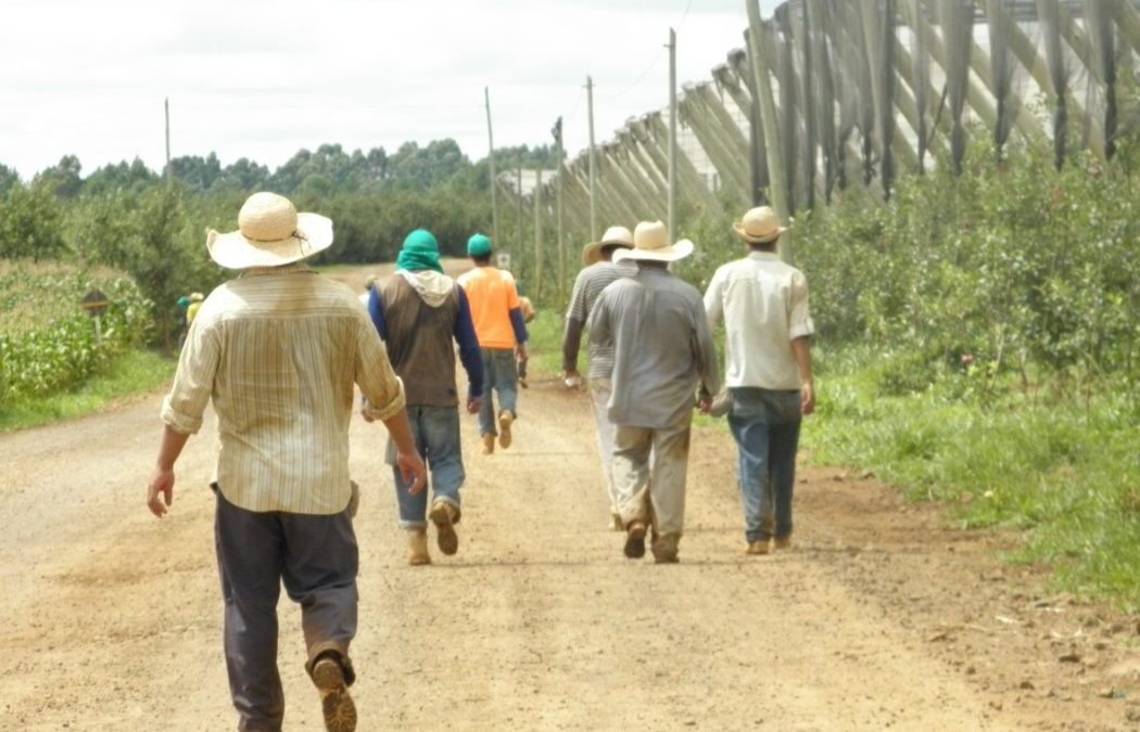 CIMI: Os indígenas e o extenuante trabalho na colheita de maçãs no Sul do Brasil