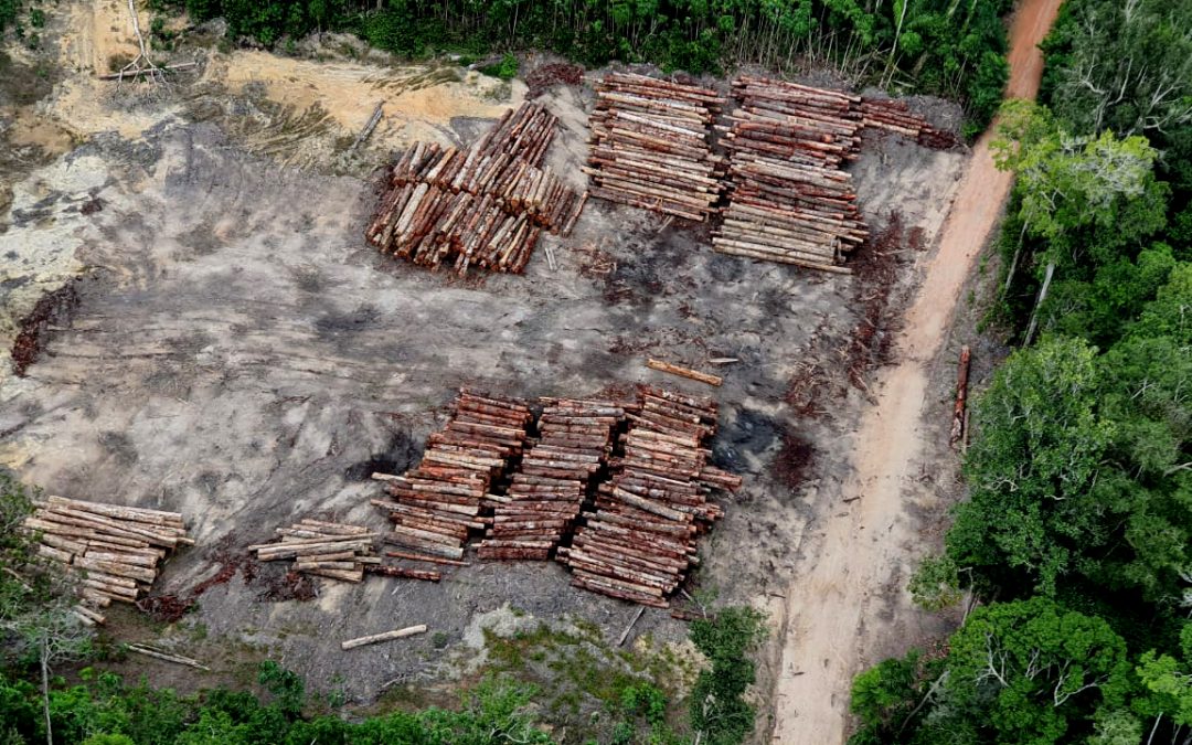 AMAZÔNIA REAL: Não tem lockdown para as madeireiras ilegais: a derrubada de Ipês continua em 2021