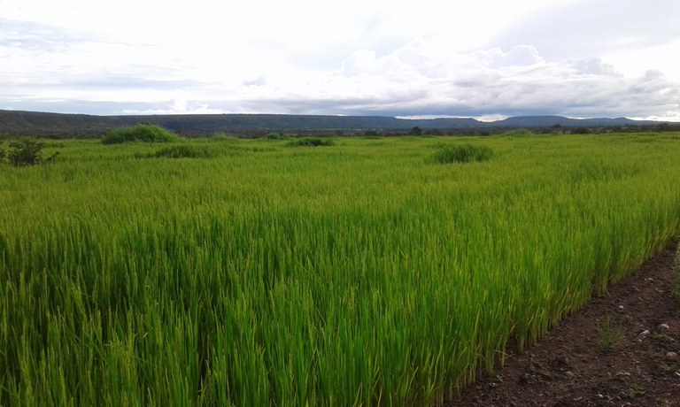 FUNAI: No Mato Grosso, Funai apoia produção de arroz do povo Bakairi