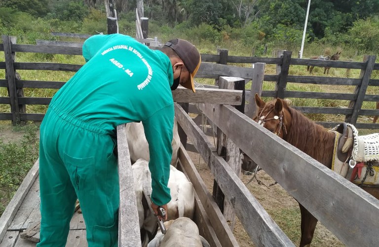 FUNAI: Funai atua na vacinação de rebanho bovino em Terras Indígenas do Maranhão