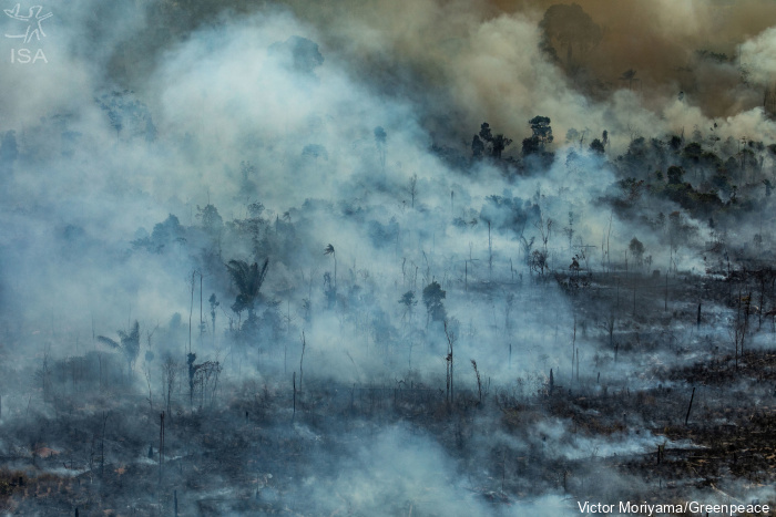 ISA: Com a chegada da temporada do fogo na Amazônia, saiba como monitorar as principais pressões e ameaças à floresta