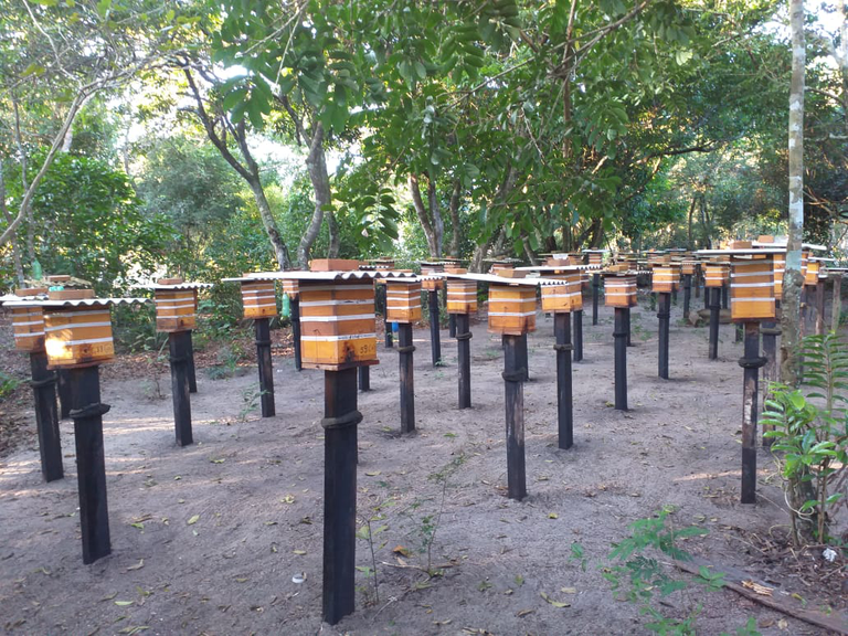 FUNAI: Projeto indígena de produção de mel no Espírito Santo alcança safra recorde
