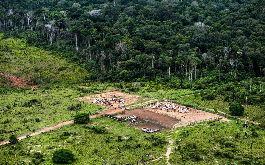 AMAZÔNIA REAL: A planejada exploração de terras indígenas aumenta o risco de novas pandemias: 2 – Riscos epidemiológicos