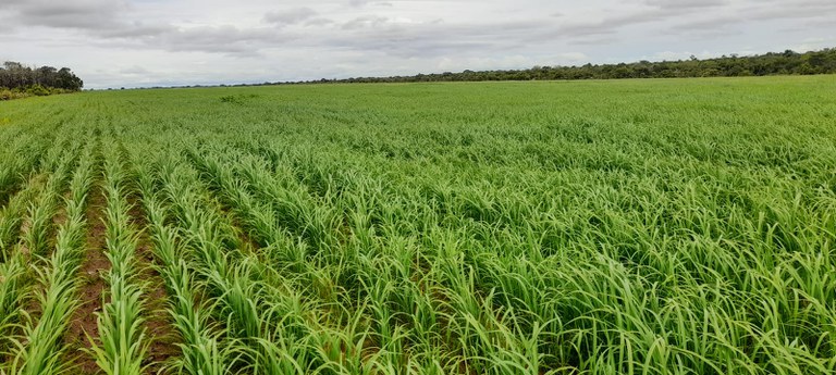 FUNAI: Funai apoia plantio mecanizado de arroz em Terra Indígena do Mato Grosso