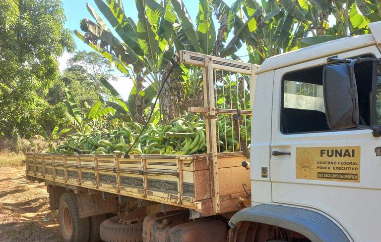 FUNAI: Em Rondônia, Funai apoia produção de banana da etnia Paiter Suruí