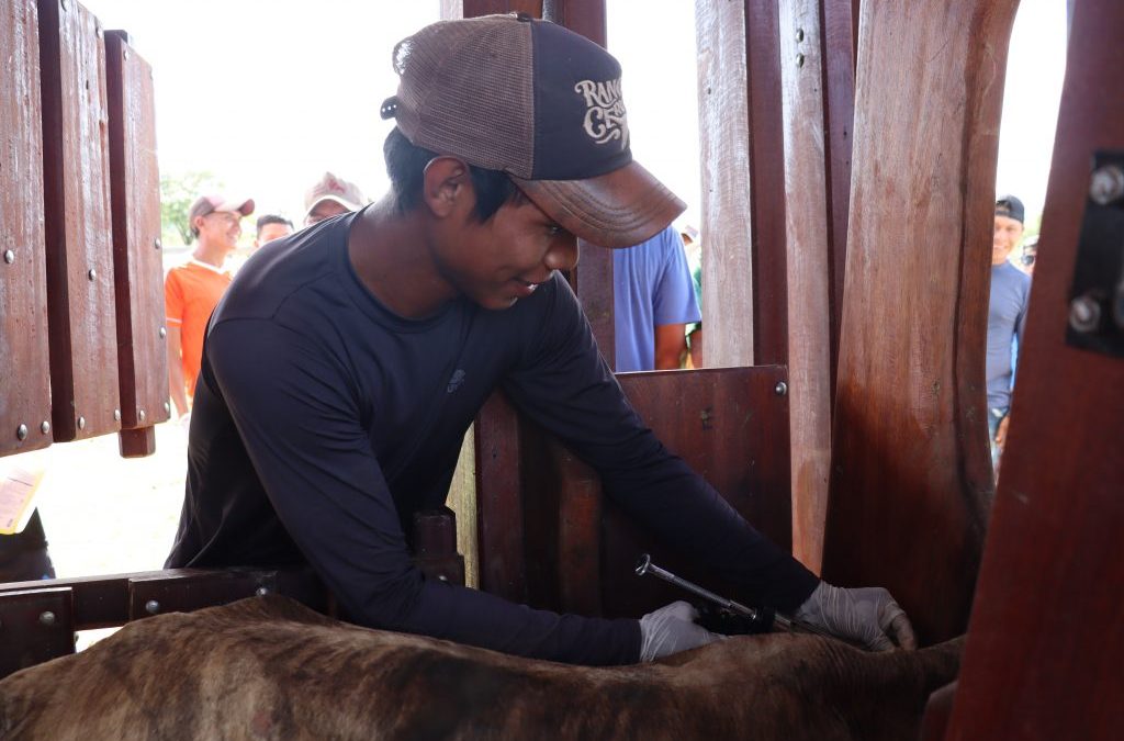 CIR: Parceria leva capacitação para pecuária sustentável na Raposa Serra do Sol