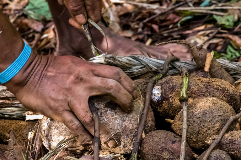 FUNAI: Agricultura: a importância da cultura da mandioca para os indígenas Apurinã