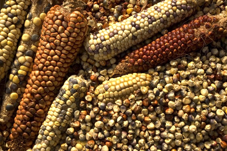 FUNAI: Agricultura: a importância do cultivo do milho para as comunidades indígenas