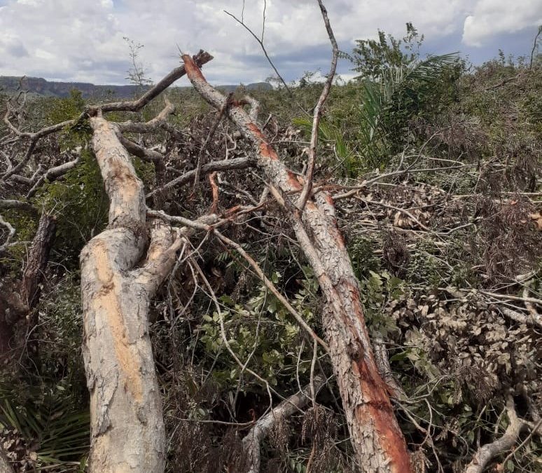 CIMI: Em carta, povo Akroá Gamella do Piauí denuncia crime ambiental em seu território