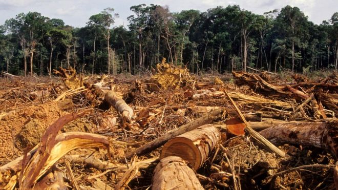 AMAZÔNIA – Notícias e Informações sobre a Amazônia Legal: MPF aponta 2,3 mil responsáveis por desmatamento ilegal na Amazônia