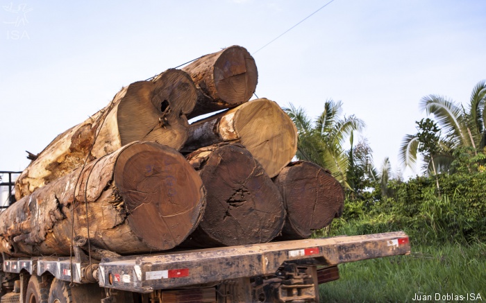 ISA: Por madeira e carne, desmatadores avançam sobre o Xingu