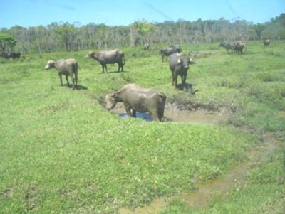 MPF: MPF requer retirada de búfalos que degradam meio ambiente de área indígena Guarani em São Sebastião (SP)