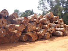 MAPA: Governo Federal inclui concessão florestal no portfólio de prioridades do PPI